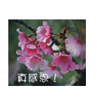 The beautiful cherry blossoms（個別スタンプ：19）