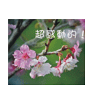 The beautiful cherry blossoms（個別スタンプ：20）