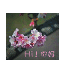 The beautiful cherry blossoms（個別スタンプ：21）