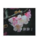 The beautiful cherry blossoms（個別スタンプ：23）