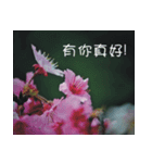 The beautiful cherry blossoms（個別スタンプ：24）