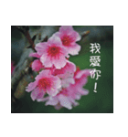 The beautiful cherry blossoms（個別スタンプ：26）