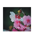The beautiful cherry blossoms（個別スタンプ：27）
