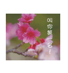The beautiful cherry blossoms（個別スタンプ：28）