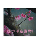 The beautiful cherry blossoms（個別スタンプ：29）