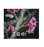 The beautiful cherry blossoms（個別スタンプ：30）