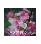 The beautiful cherry blossoms（個別スタンプ：31）