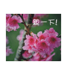 The beautiful cherry blossoms（個別スタンプ：32）