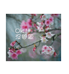 The beautiful cherry blossoms（個別スタンプ：33）