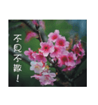 The beautiful cherry blossoms（個別スタンプ：34）
