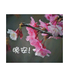 The beautiful cherry blossoms（個別スタンプ：35）
