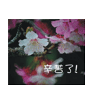 The beautiful cherry blossoms（個別スタンプ：36）