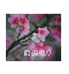 The beautiful cherry blossoms（個別スタンプ：37）