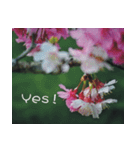 The beautiful cherry blossoms（個別スタンプ：38）