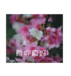 The beautiful cherry blossoms（個別スタンプ：39）