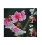 The beautiful cherry blossoms（個別スタンプ：40）