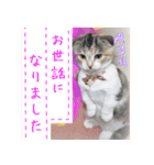 三毛猫ももちゃん6（個別スタンプ：1）