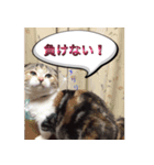 三毛猫ももちゃん6（個別スタンプ：2）