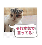 三毛猫ももちゃん6（個別スタンプ：3）