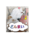 三毛猫ももちゃん6（個別スタンプ：7）