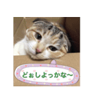 三毛猫ももちゃん6（個別スタンプ：9）