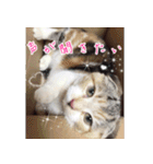 三毛猫ももちゃん6（個別スタンプ：11）