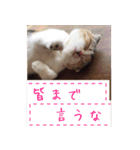 三毛猫ももちゃん6（個別スタンプ：12）