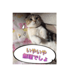 三毛猫ももちゃん6（個別スタンプ：22）