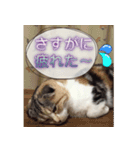 三毛猫ももちゃん6（個別スタンプ：24）