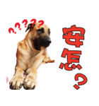 The Dogs from Longyeh Taiwan Dogs' House（個別スタンプ：13）