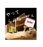 くろ太スタンプ（個別スタンプ：5）