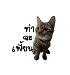 The Gang cats＆rabbit（個別スタンプ：6）