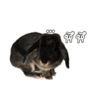 The Gang cats＆rabbit（個別スタンプ：9）