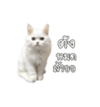 The Gang cats＆rabbit（個別スタンプ：11）