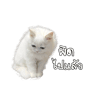 The Gang cats＆rabbit（個別スタンプ：14）