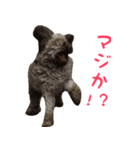ラブラドゥードルのロッティ1（個別スタンプ：7）