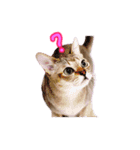 ピーナッツねこ（個別スタンプ：2）