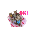 ピーナッツねこ（個別スタンプ：4）