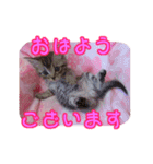 ピーナッツねこ（個別スタンプ：7）