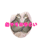 ピーナッツねこ（個別スタンプ：9）