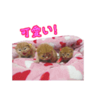 ピーナッツねこ（個別スタンプ：14）