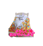 ピーナッツねこ（個別スタンプ：15）