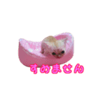 ピーナッツねこ（個別スタンプ：16）