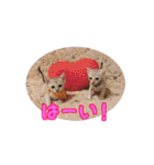ピーナッツねこ（個別スタンプ：18）