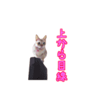 ピーナッツねこ（個別スタンプ：24）