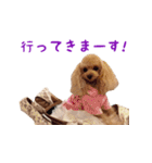 トイプードルココの日常会話スタンプ（個別スタンプ：4）