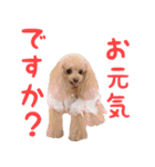 トイプードルココの日常会話スタンプ（個別スタンプ：9）