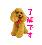 トイプードルココの日常会話スタンプ（個別スタンプ：10）