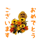 トイプードルココの日常会話スタンプ（個別スタンプ：13）