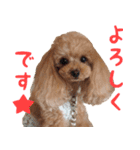 トイプードルココの日常会話スタンプ（個別スタンプ：16）